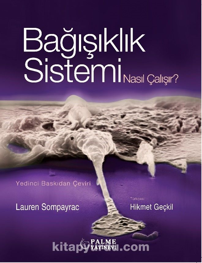 Bağışıklık Sistemi Nasıl Çalışır?